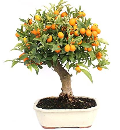 Bonsái Citrus Myrtifolia Natural Comunmente Conocido como Chinotto